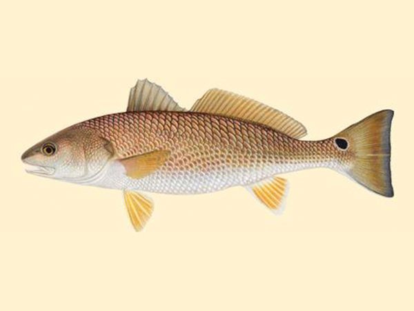 Spottail Seabass